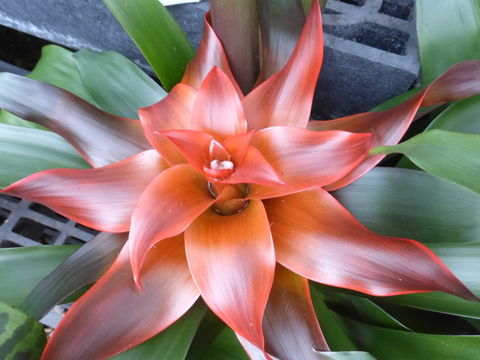 Слика од Guzmania lingulata (L.) Mez