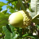 Imagem de Quercus bicolor Willd.