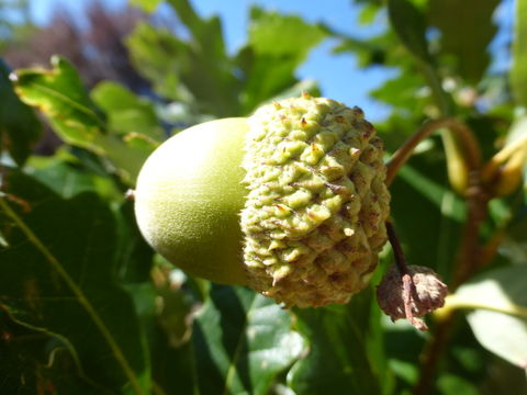 Image of Swamp White Oak