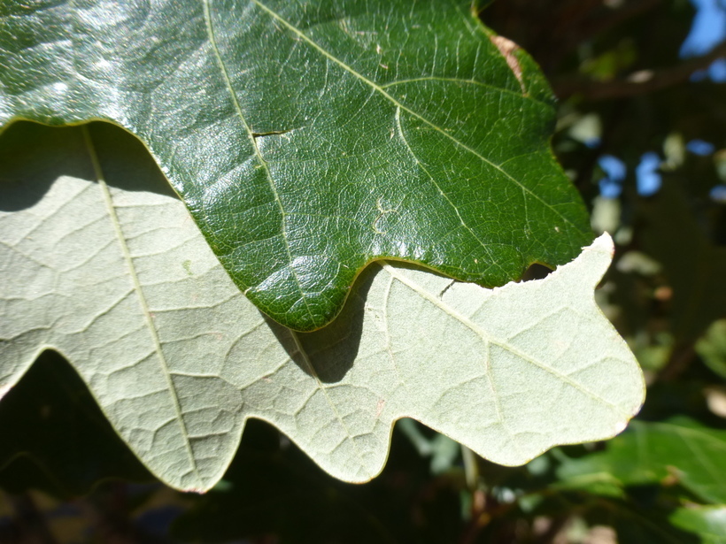 Image of Swamp White Oak