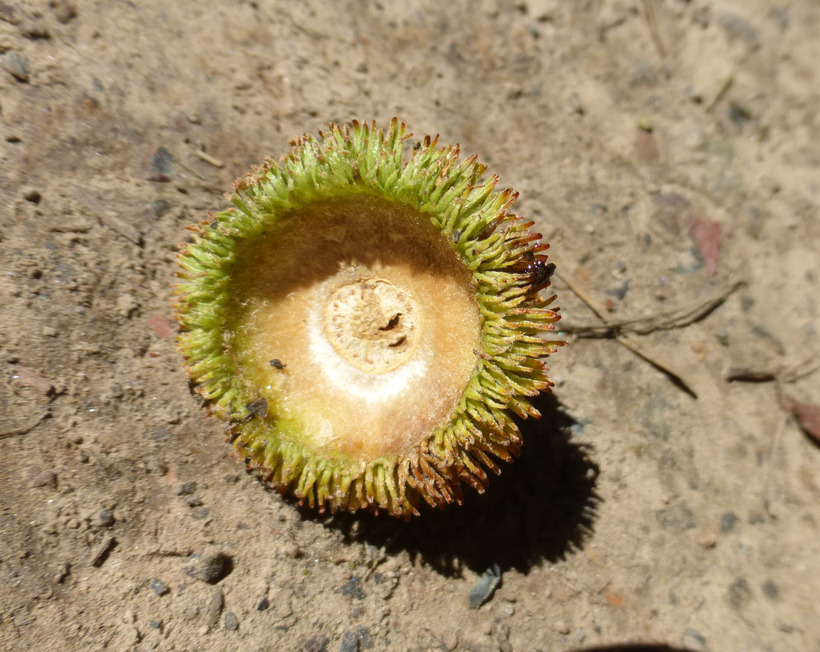 Image of Swamp White Oak