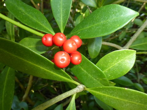 Imagem de Skimmia japonica Thunb.