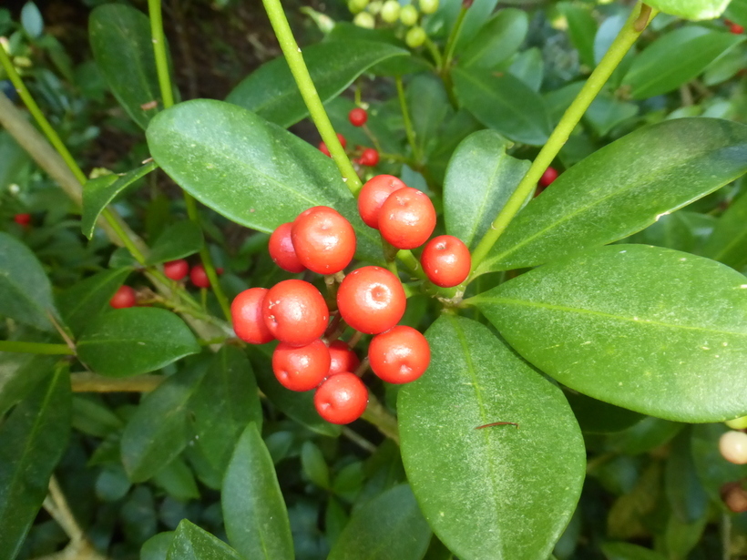 Imagem de Skimmia japonica Thunb.