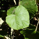 Image of Rubus irenaeus Focke