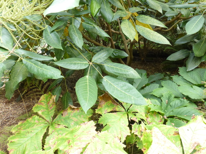 Image of Schefflera delavayi (Franch.) Harms