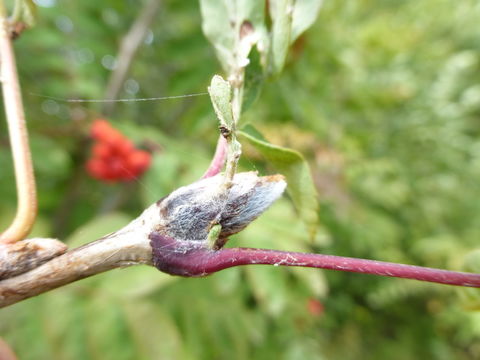 Image of rowan,  moutain ash