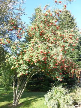 Plancia ëd Sorbus aucuparia L.