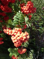 Plancia ëd Sorbus aucuparia L.