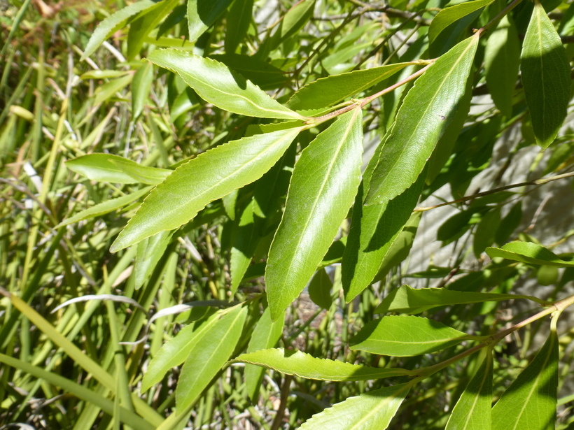 Image of khat