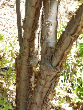 Image of Parsley tree