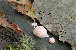 Image of <i>Reticularia splendens</i> var. <i>jurana</i>