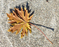 Image de Érable à grandes feuilles