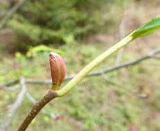 Image of Oregon Alder