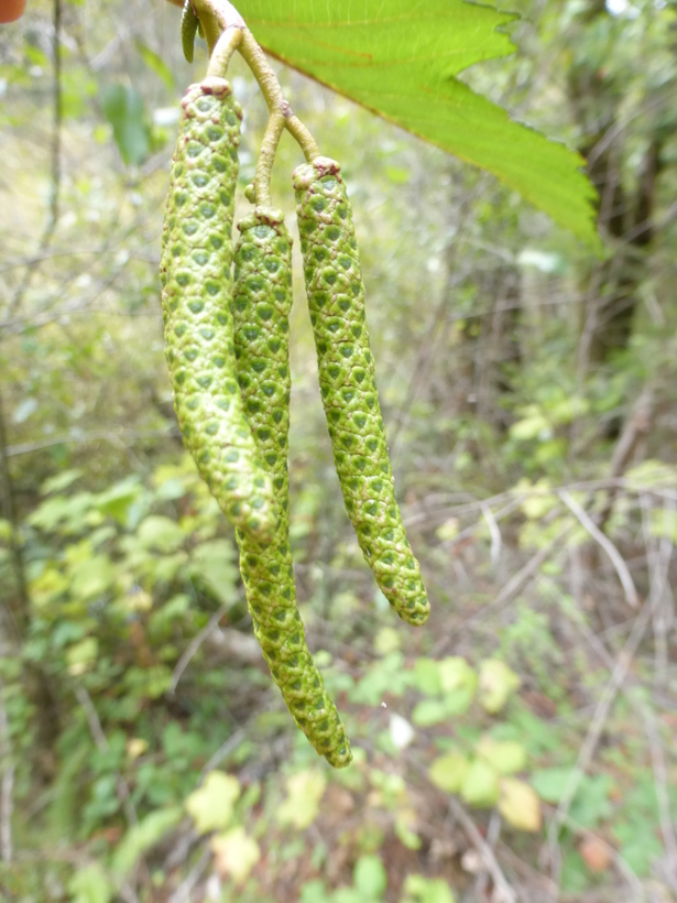 Image of Oregon Alder