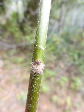 Слика од Fraxinus latifolia Benth.