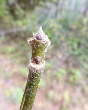 Слика од Fraxinus latifolia Benth.