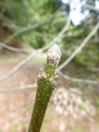 Image of Oregon Ash