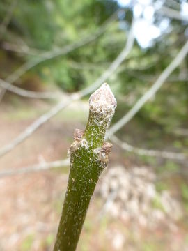 Слика од Fraxinus latifolia Benth.