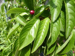 Plancia ëd Prunus subhirtella Miq.