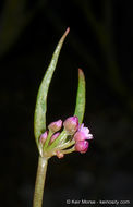 Image of streambank springbeauty