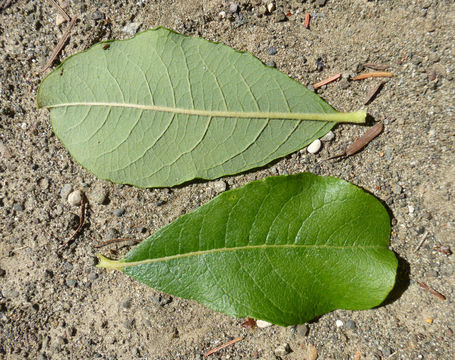 Image of Scouler's willow