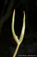 Image of streambank springbeauty