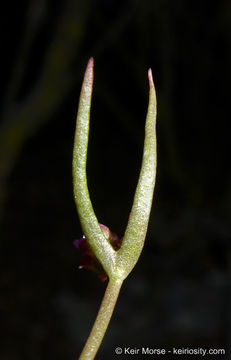 Image of streambank springbeauty