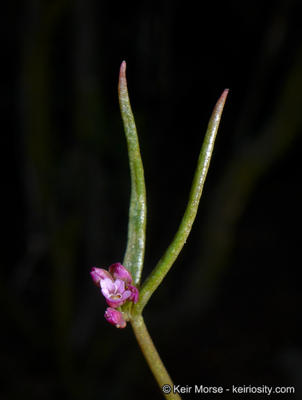 Image of streambank springbeauty