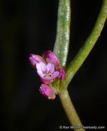 Image of streambank springbeauty