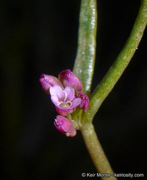 Image of streambank springbeauty