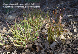 Image of streambank springbeauty