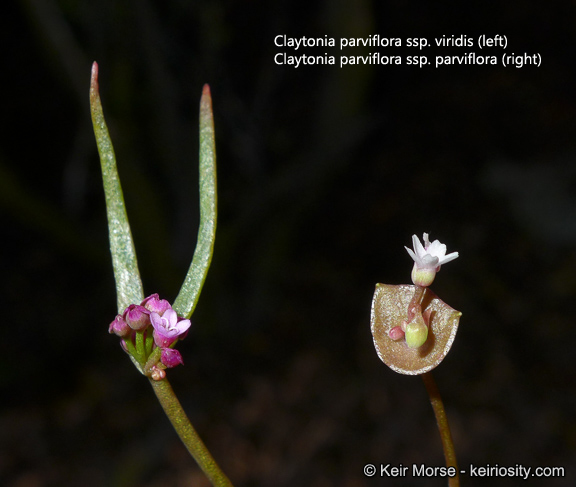 Image of streambank springbeauty