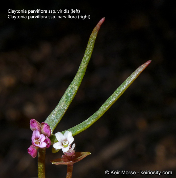 Image of streambank springbeauty