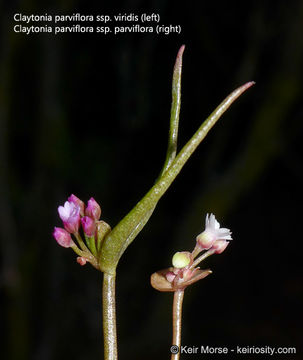 Image of streambank springbeauty