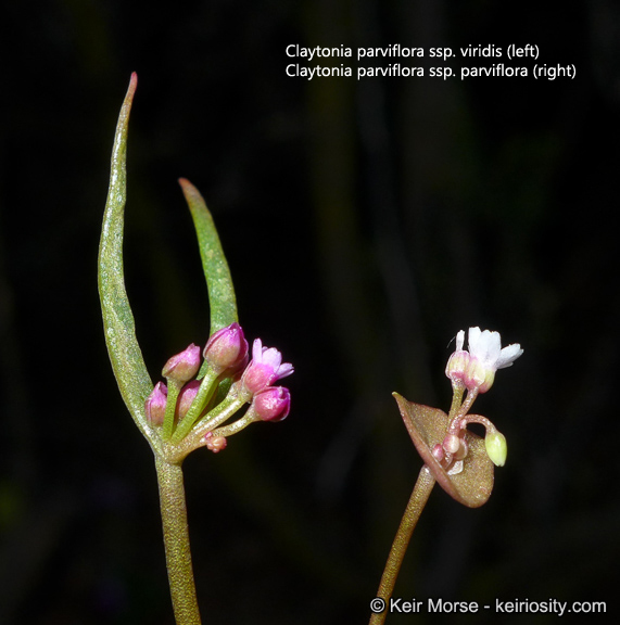 Image of streambank springbeauty