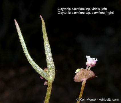 Image of streambank springbeauty