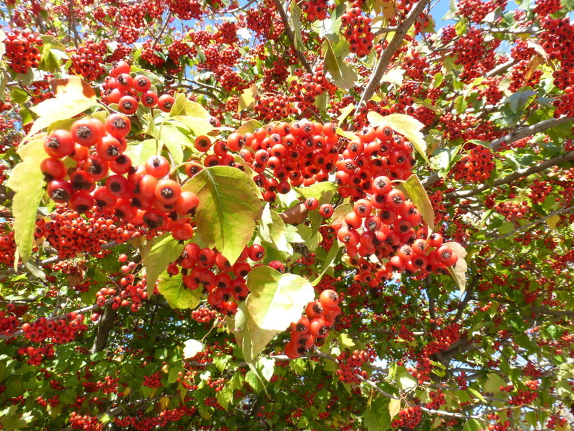 Image de Crataegus phaenopyrum (L. fil.) Borkh.