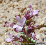 Image of desertmountain blue eyed Mary