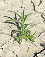 Image of Prickly Spiral Grass