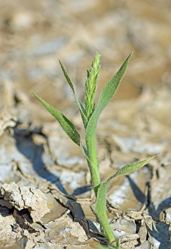 Image of Prickly Spiral Grass