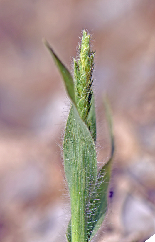 Plancia ëd Tuctoria mucronata (Crampton) Reeder