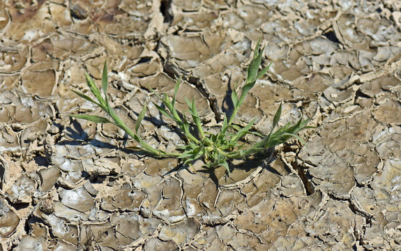 Plancia ëd Tuctoria mucronata (Crampton) Reeder