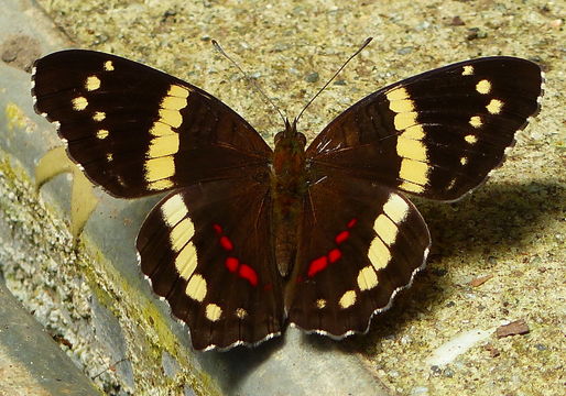 Image of Banded Peacock