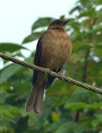 Image of Clay-colored Robin