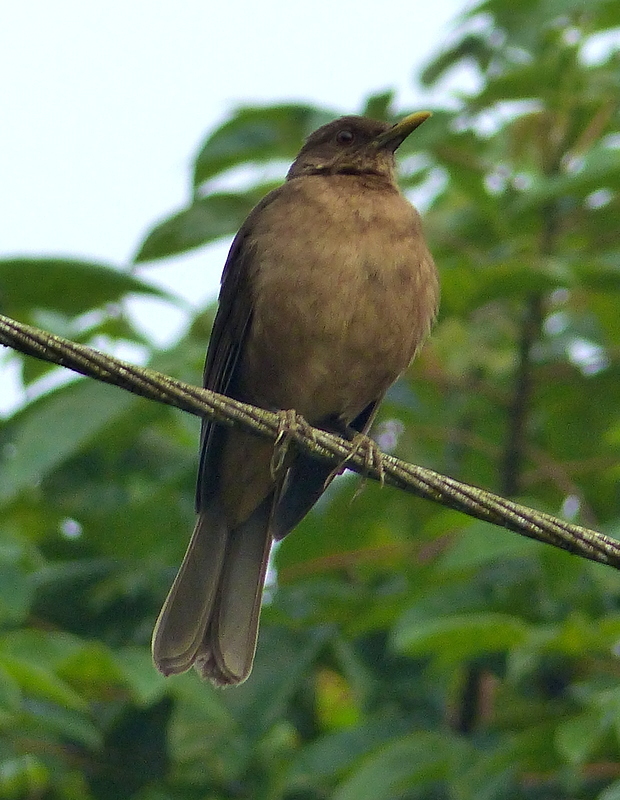 Image of Clay-colored Robin