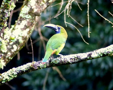 Aulacorhynchus caeruleogularis Gould 1853的圖片