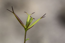 Image of pitchfork