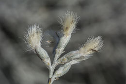 Plancia ëd Lepidospartum burgessii B. L. Turner