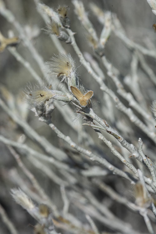 Plancia ëd Lepidospartum burgessii B. L. Turner