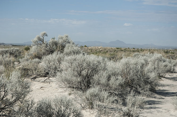 Plancia ëd Lepidospartum burgessii B. L. Turner